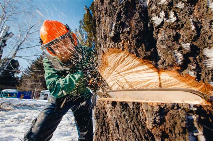 Træfældning: en grundig guide for husejere